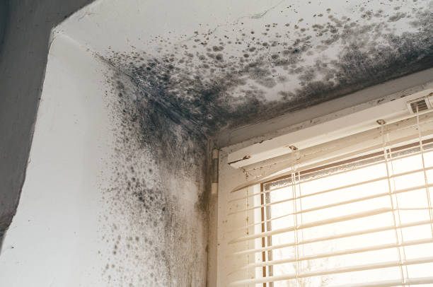 Affordable Black Mold Remediation solutions in Fairfield, TX